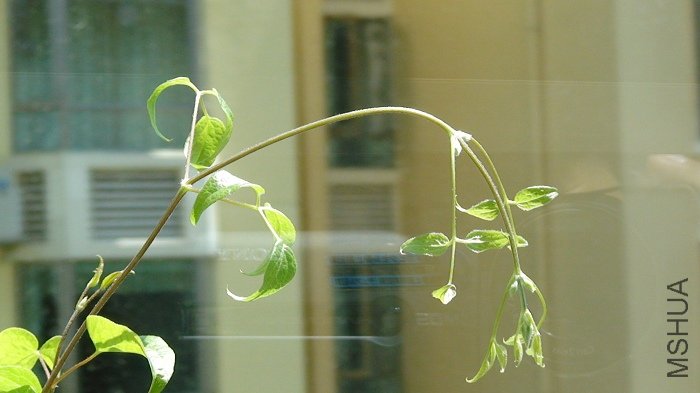 ����8-21�գ������󿴵��Ļ��٣�֦�������Ѿ������˺ܶ࣬��һ������ȱˮ��״̬��һ��ˮ��֦�����������ˣ�