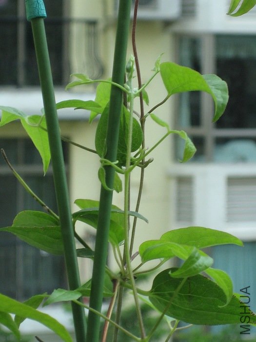 ����8-25�յĻ���, ���ǰ�����һ֦, ����Ҳ�����ˣ�