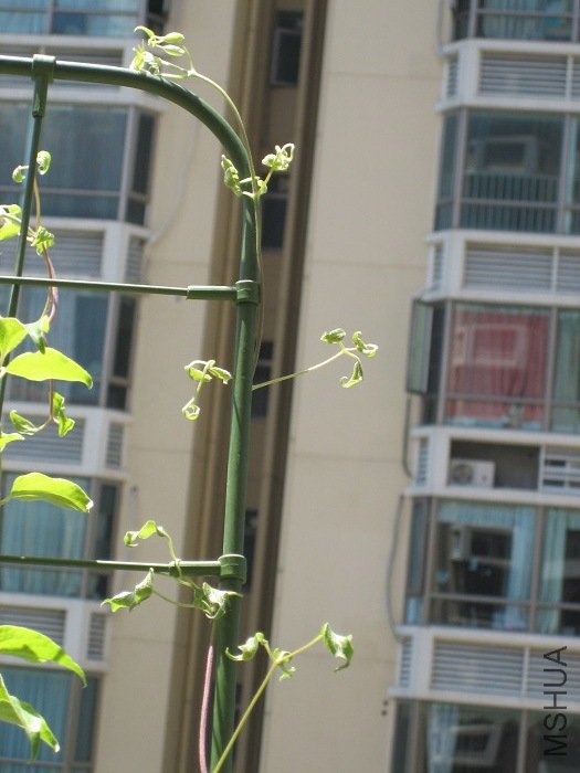 ����8-21�ոջ���ʱ�ĵģ��Ѿ������˻�Ļ���Ӷ���, ����֦�����ˣ�СҶ��û���������ӣ�