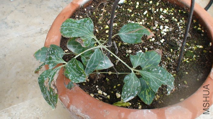 6-17�յı�˿����˿�ͱ����������һֱά�����м�����֮�ã�Ҷ�����̵ľ��ǲ��ٳ���