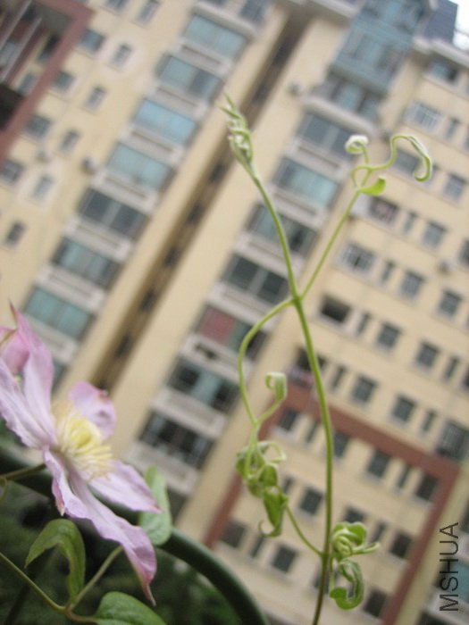 8-24��, ��˿�Ķ�֦���ڳ���, �����˻�Ļ���Ӻö���, ��Լ�ɼ�......����?