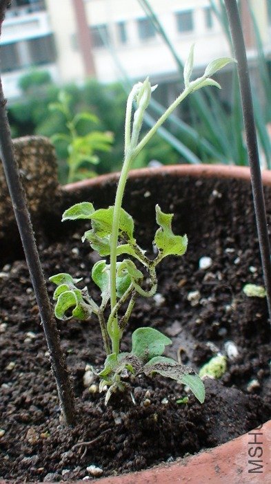 7-18�գ���ѿ���ڳ����֦������