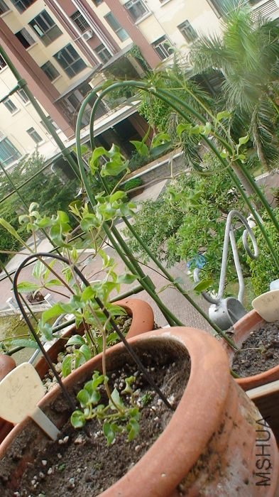 8-3�գ�����¹�ȥ�ˣ�֦�����ø����ˣ��Ѿ��쵽�Ա����а���������ˣ�