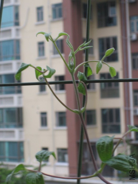 8-23�գ�������ͷ��ֺ��������ˣ�