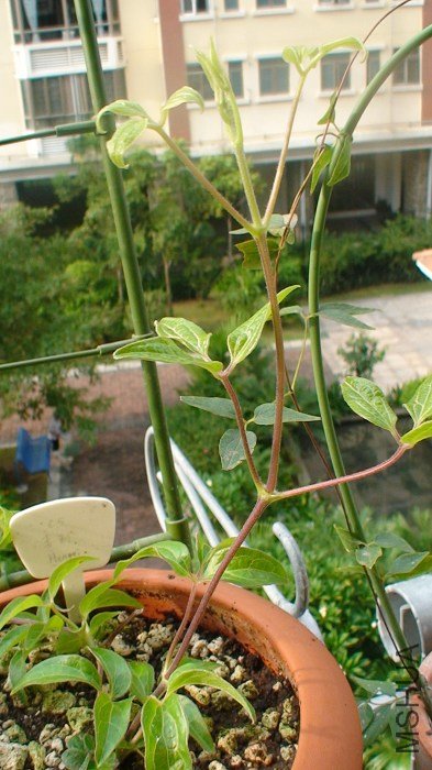 ���������Ǹ���