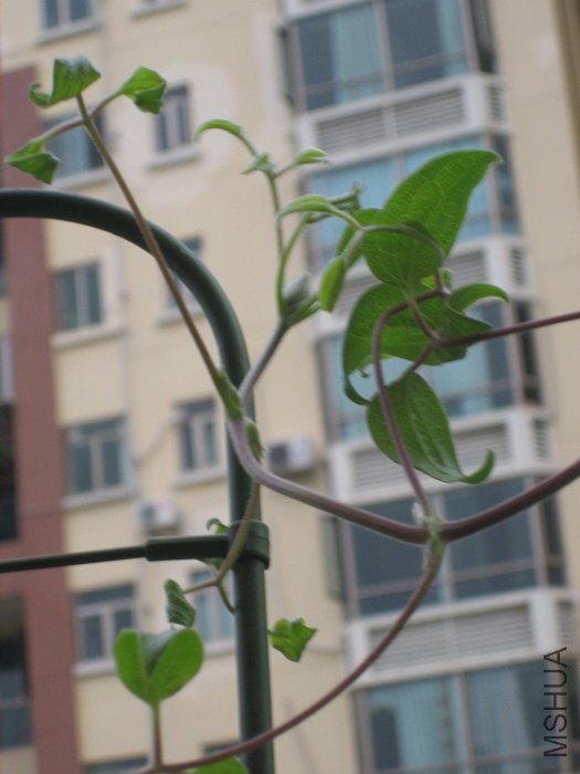 ������һ֦��Ҳ���������һ�ڵ���һ֦�����ٸ���Щ��