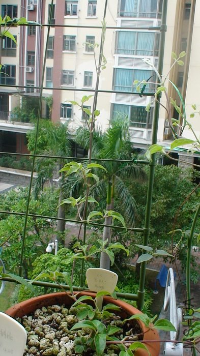 8-9�գ���ǰ�ĺ�����֦���Ѿ��ܸ�����