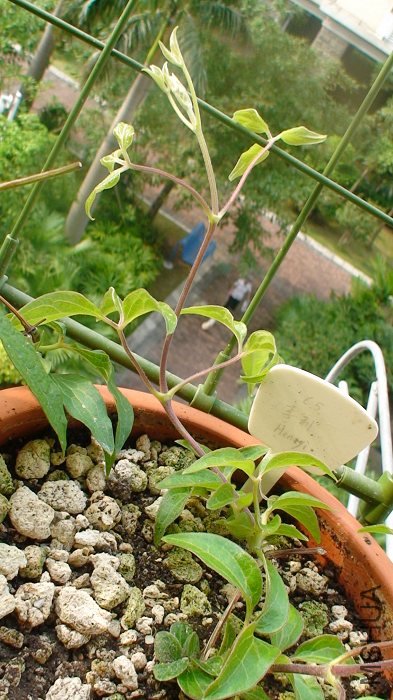 8-3�գ��Ѿ������������׳��֦������������һ����