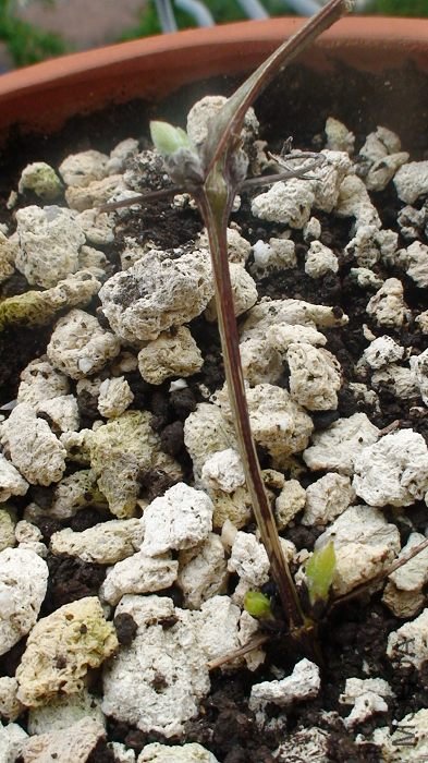 ���������ӡ�