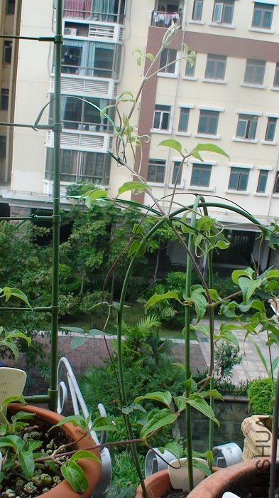 �ײ�����֦���ø��죬�Ѿ����Ա����а������������һ����������Ļ�����Ͽ���������֦�������а��Ҫ�ֶ��� ...