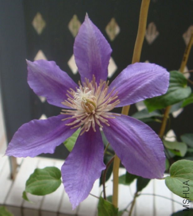 ��������һ���ԣ�����һ������ؿ�������Ч����