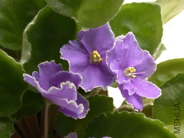 DSCN3958.jpg