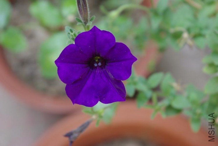 IMGP3204.JPG