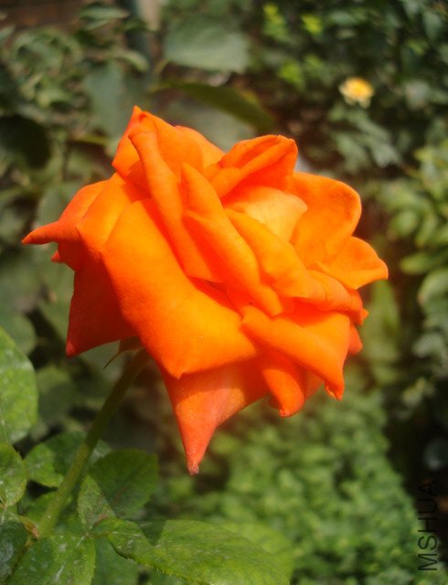 DSC07799_resize.JPG