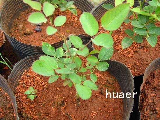 IMG_5698 ����.jpg