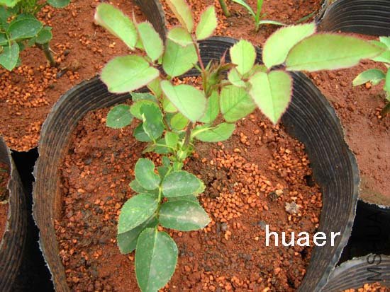 IMG_5696 ����.jpg