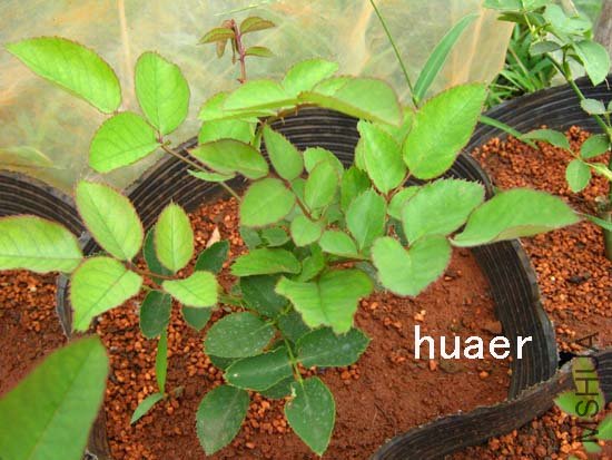 IMG_5697 ����.jpg