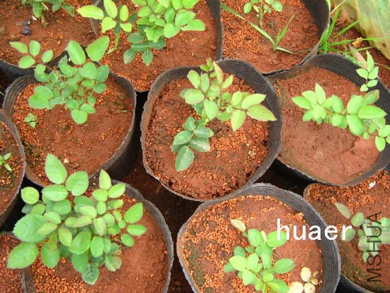 IMG_5700 ����.jpg