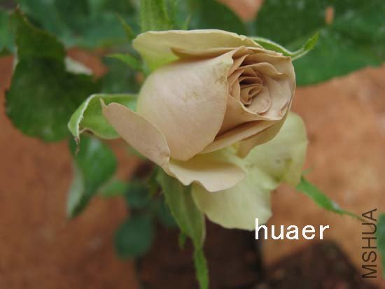 IMG_5772 ����.jpg