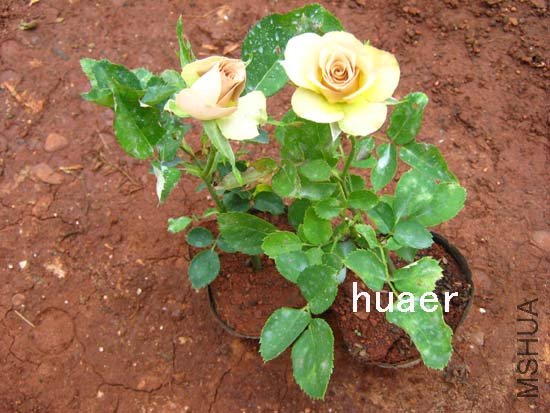 IMG_5773 ����.jpg