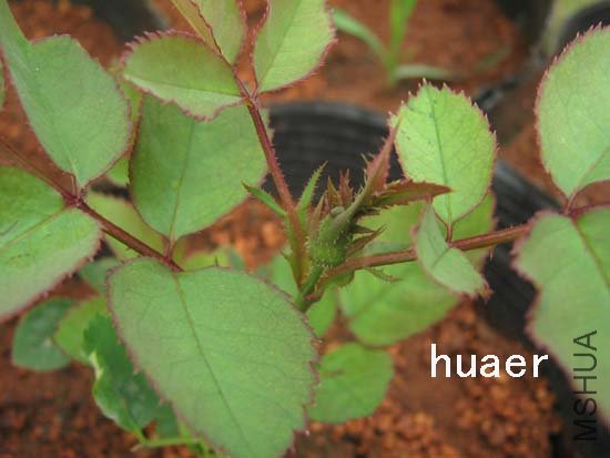 IMG_5701 ����.jpg