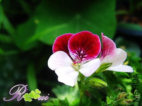 ��ʹ�� 10.jpg