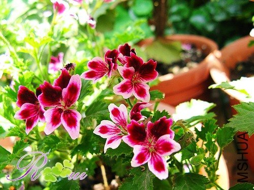 ��ʹ�� 11.jpg