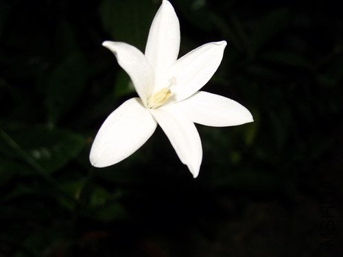 �����ĵ�