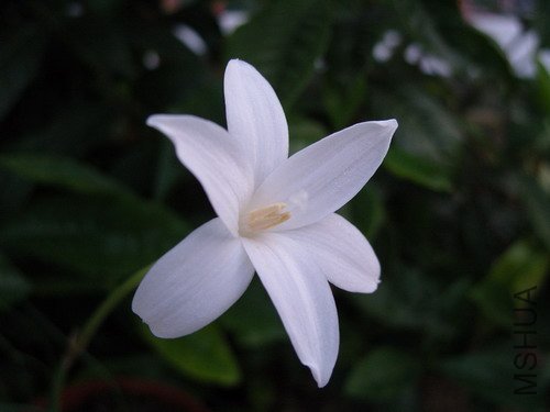 ���������ĵ�