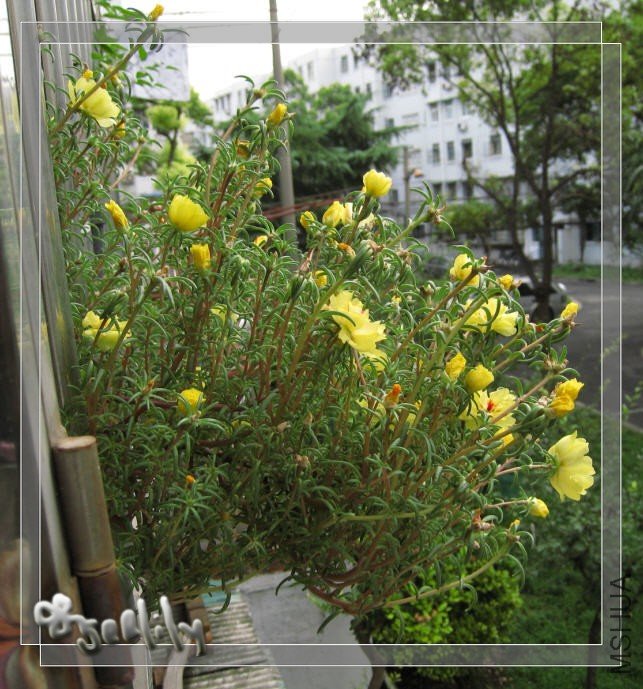 2009-09-05 ̫����ʢ��-do.jpg