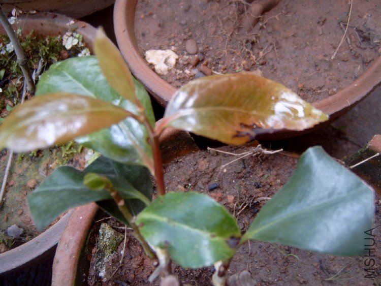 ѿ�ӵĲ���þ�