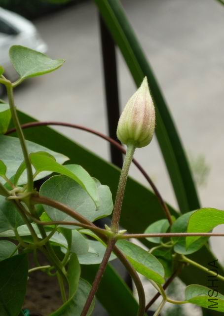 ������С txl-dan0904.JPG