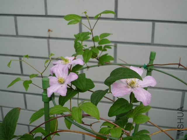 ������С txl-bjfr0904-1.JPG