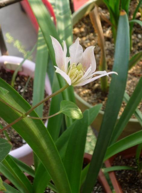 ������С txl-azmd0901.JPG