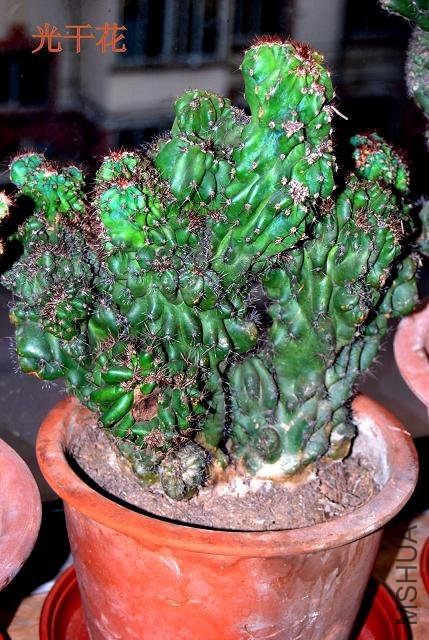DSC_0516.JPG