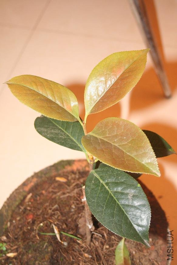 ���� IMG_5004.JPG