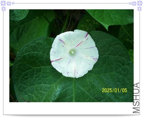 ���տ��� 018.jpg