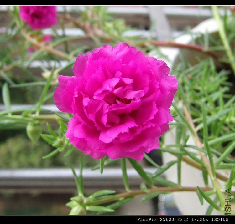 DSCF4744.jpg