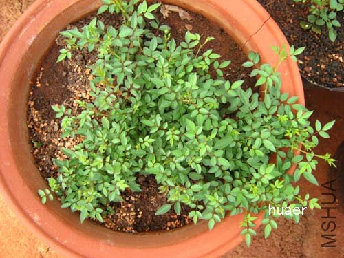 IMG_5826 ����.jpg