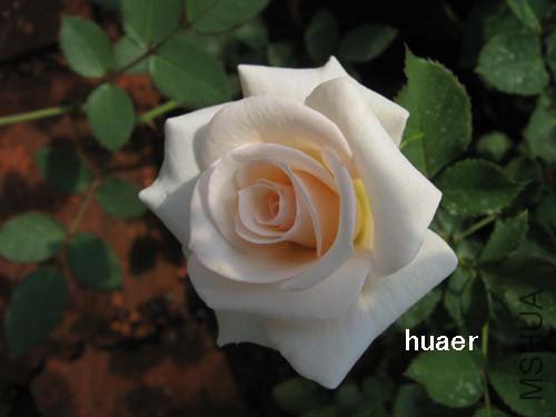 IMG_5805 ����.jpg