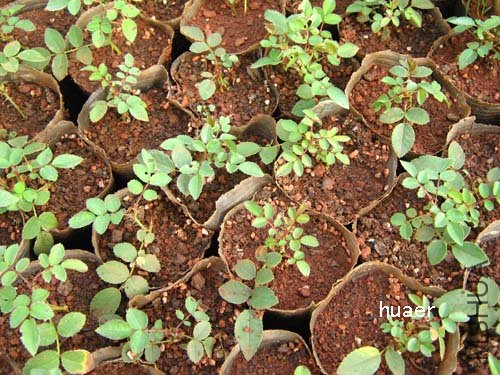 IMG_5800 ����.jpg