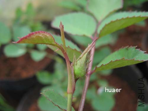 IMG_5831 ����.jpg