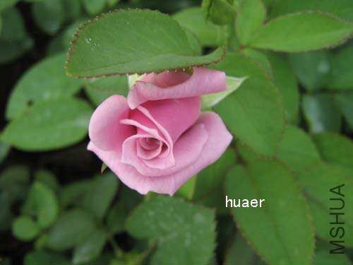 IMG_5845 ����.jpg