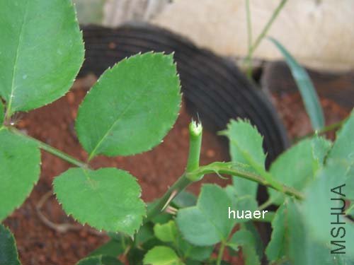 IMG_5833 ����.jpg