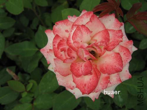 IMG_5858 ����.jpg