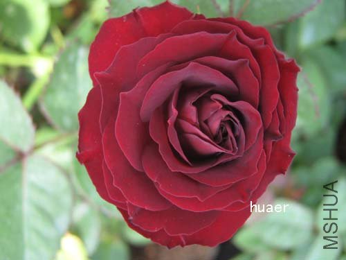 IMG_5927 ����.jpg