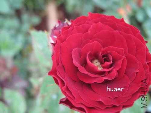 IMG_5875 ����.jpg