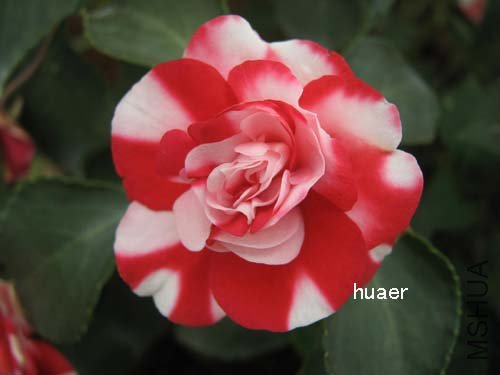 IMG_5872 ����.jpg