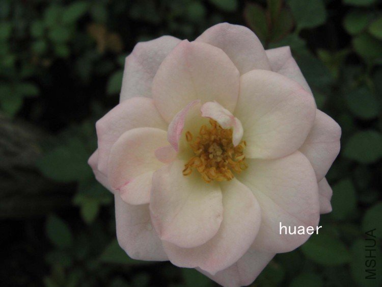 IMG_5865 ����.jpg