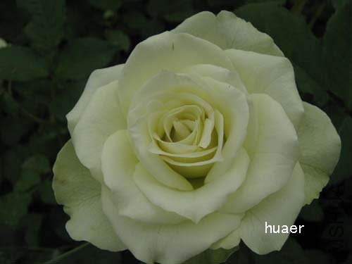 IMG_5877 ����.jpg